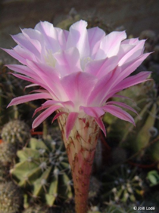 Echinopsis oxygona multiplex JLcoll.1426